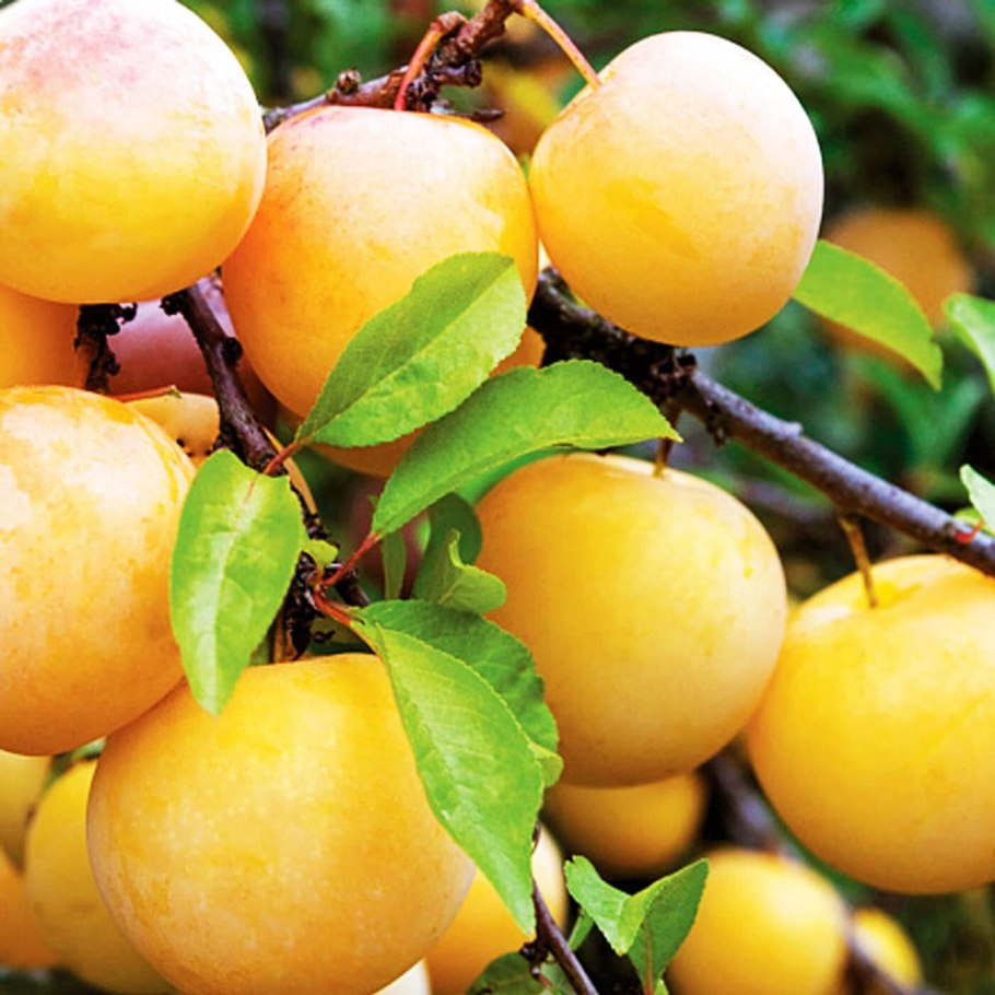 Алыча золотой шар