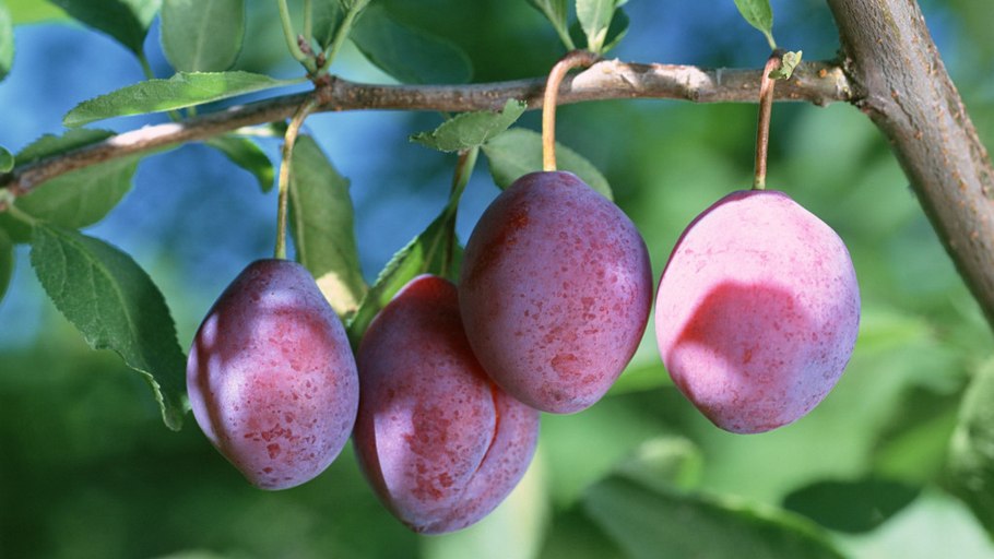 Алыча Жемчужина