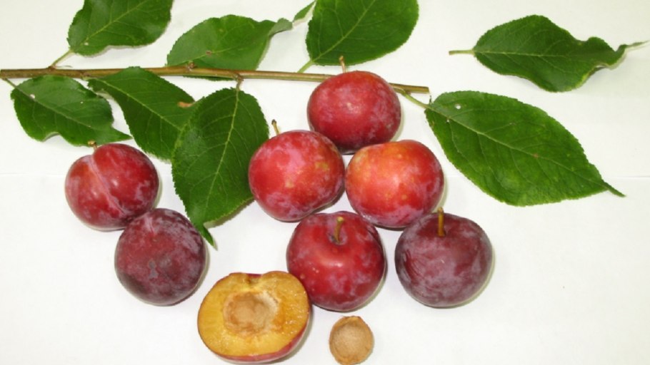 Слива гордость Урала