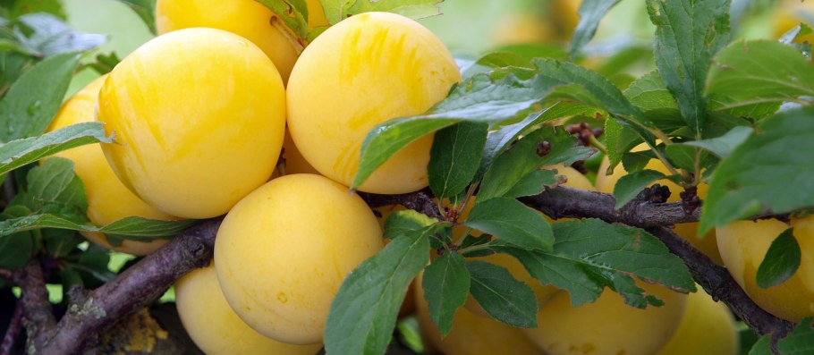 Слива Уральская Жемчужина