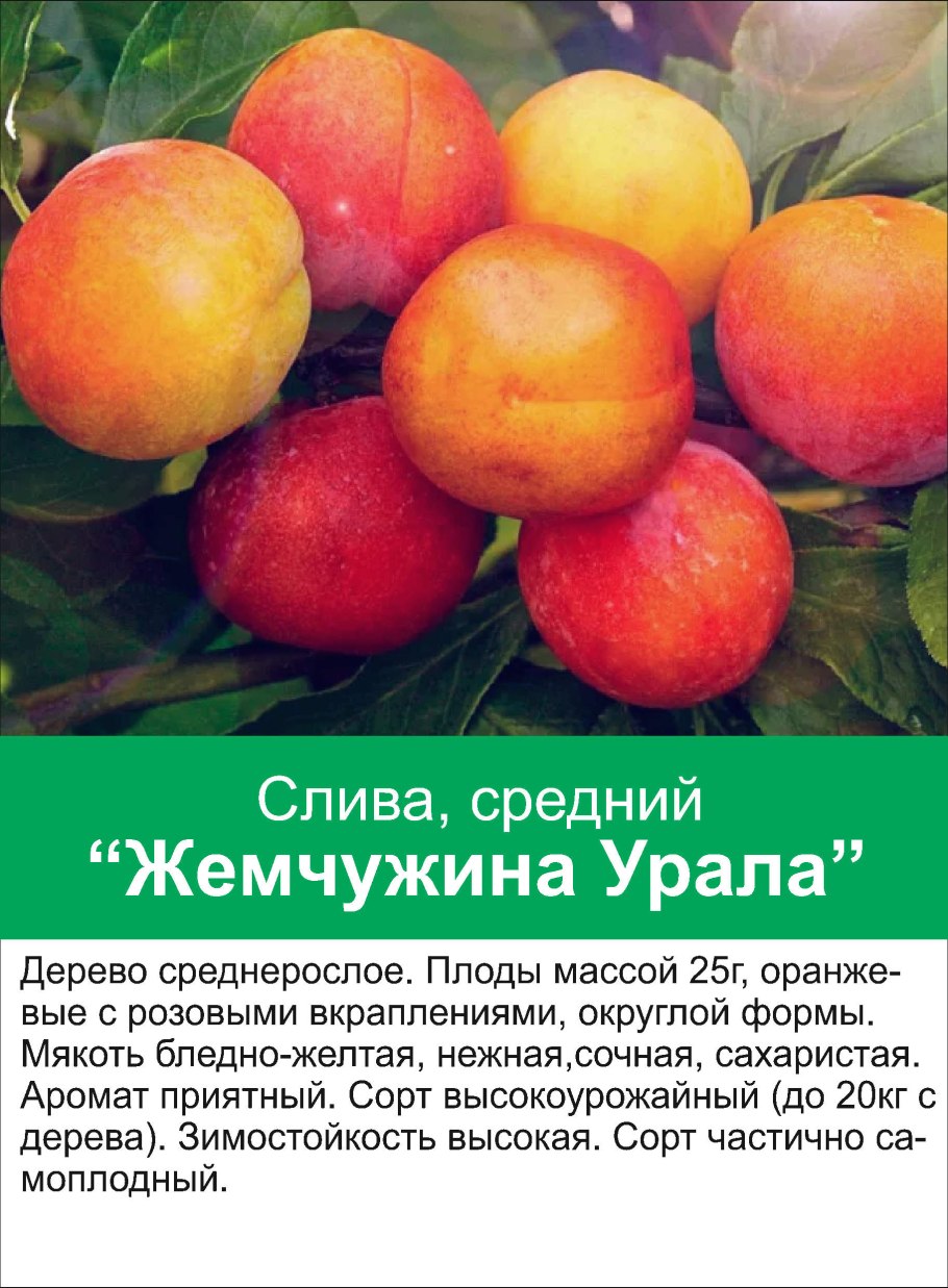 Слива Богатырская синяя