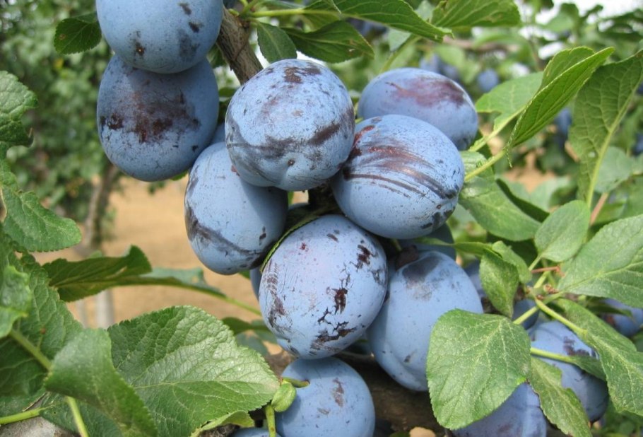 Слива Шершневская