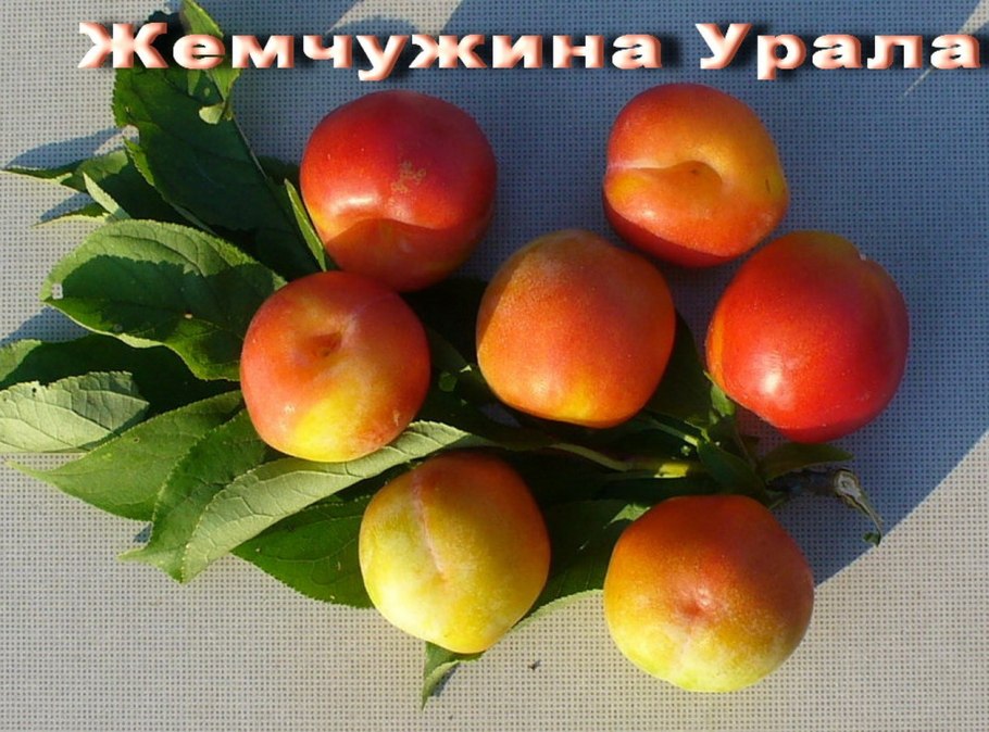 Слива Уссурийская Уральская жёлтая