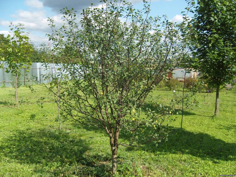 Слива венгерка белорусская