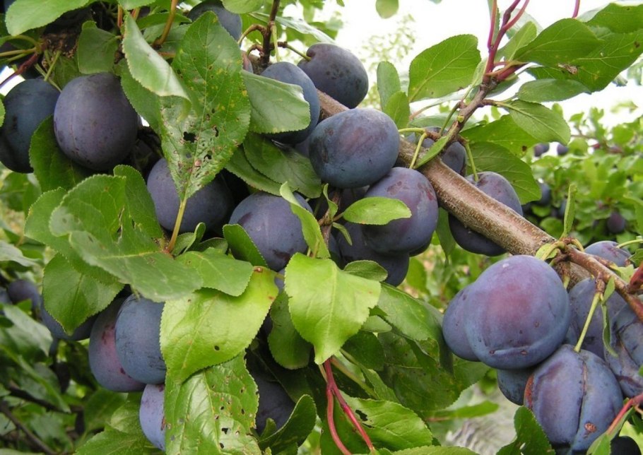 Слива Ренклод Колхозный