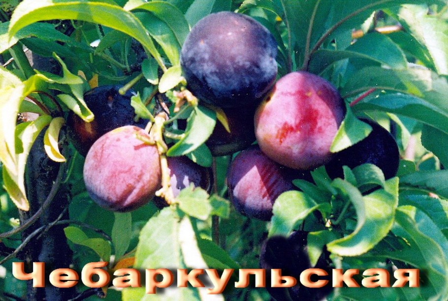 Алыча Эрли Голд