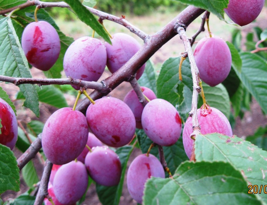 Уральская алыча