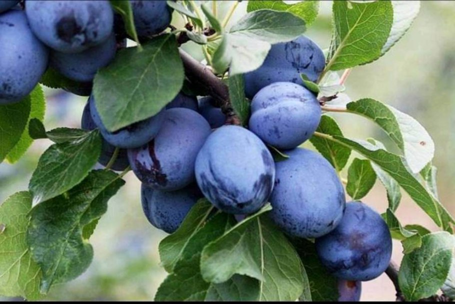 Слива Уссурийская Уральская жёлтая