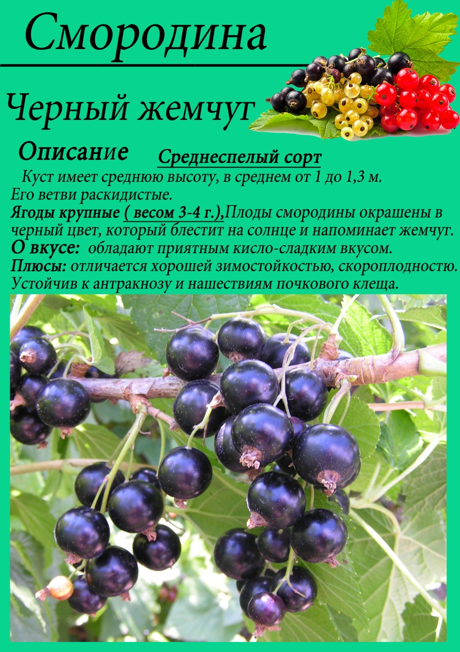 Смородина чёрная Изюмная
