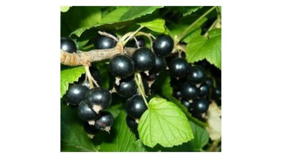 Смородина черная – ribes nigrum