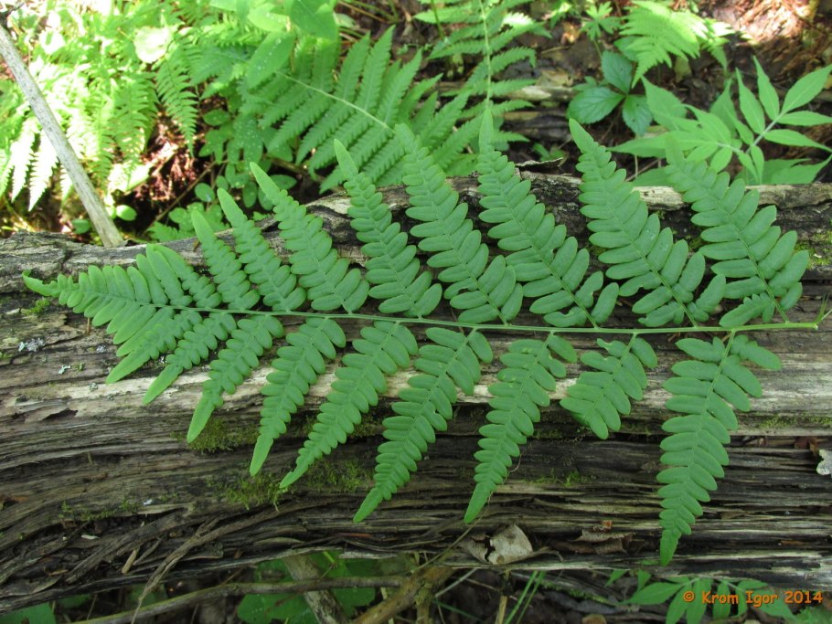 Папоротник страусник Matteuccia struthiopteris