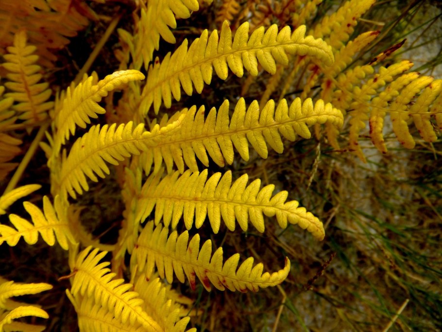 Щитовник австрийский