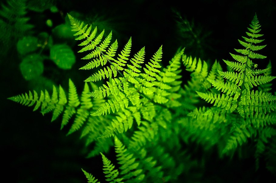 Папоротник орляк Дальневосточный