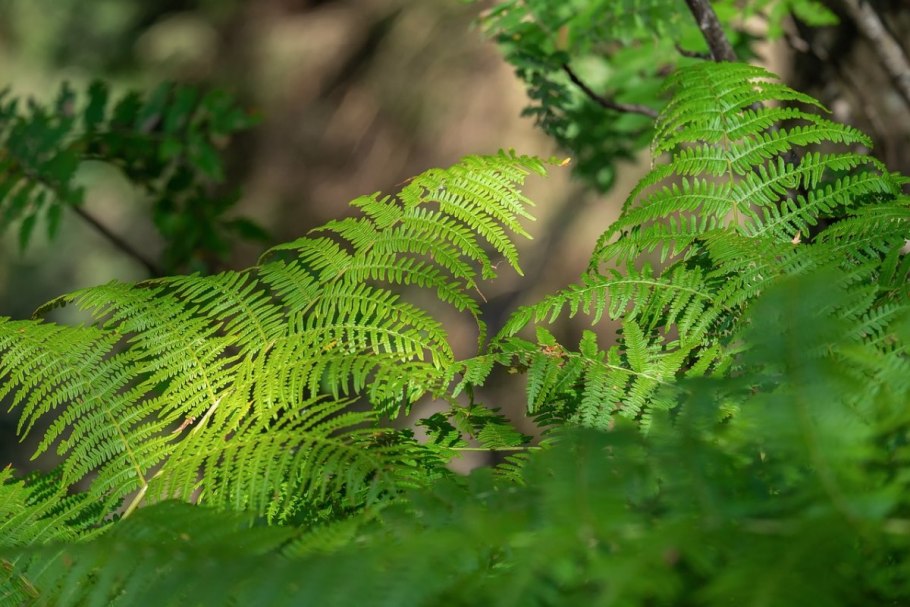 Polystichum aculeatum