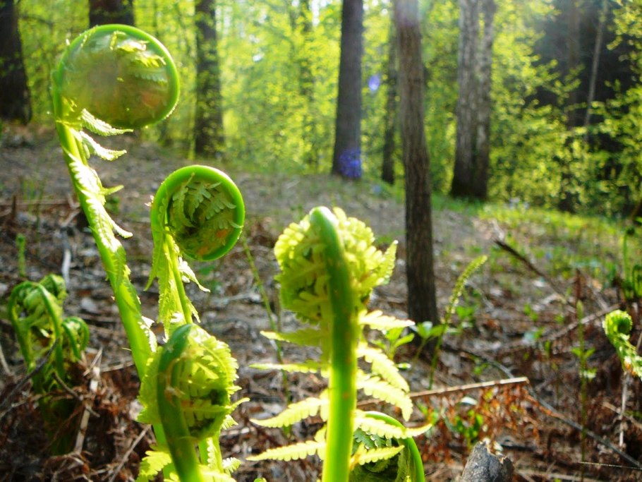 Папоротник орляк