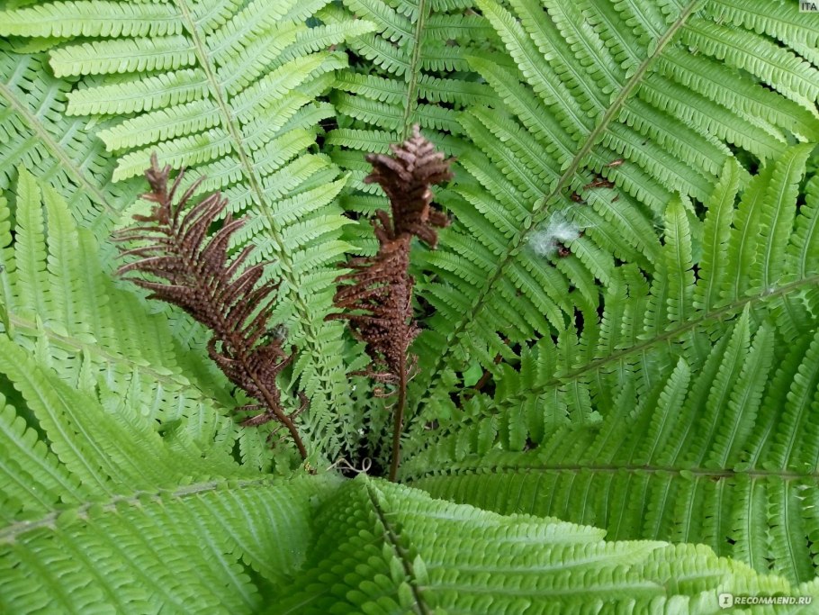 Папоротник орляк размножение