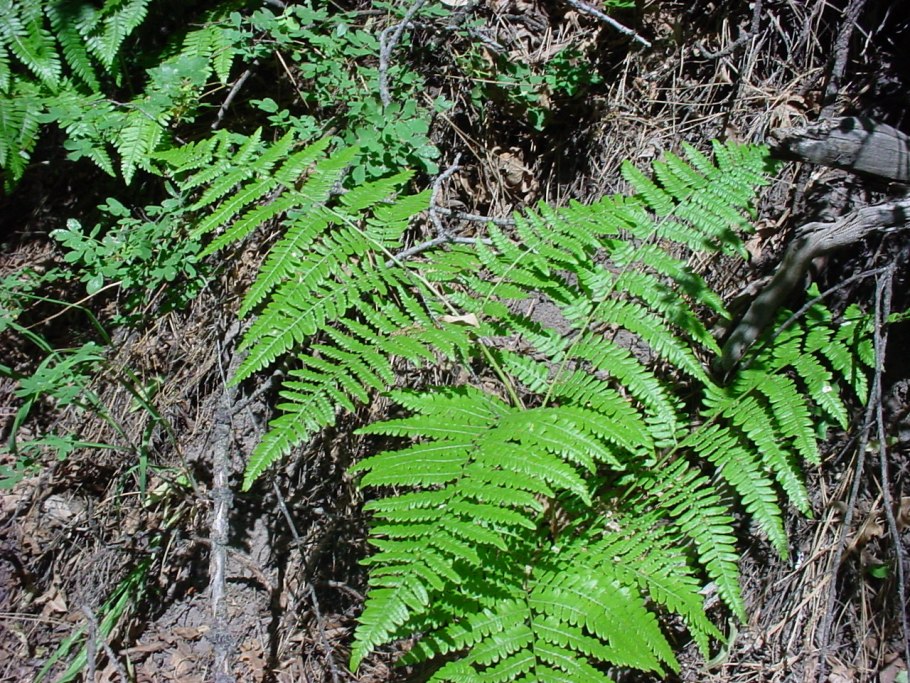 Щитовник Буша папоротник