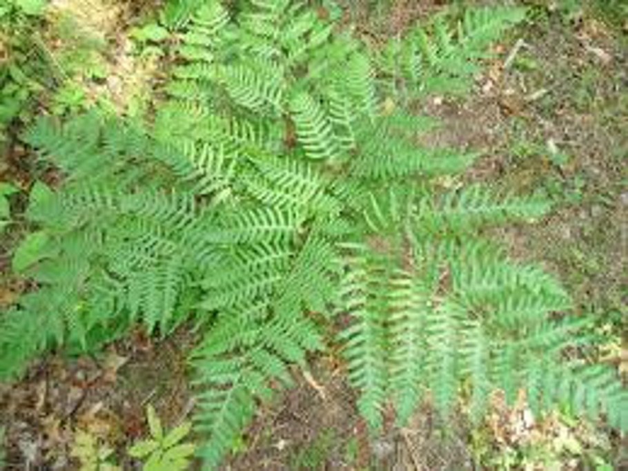 Папоротник орляк цветет