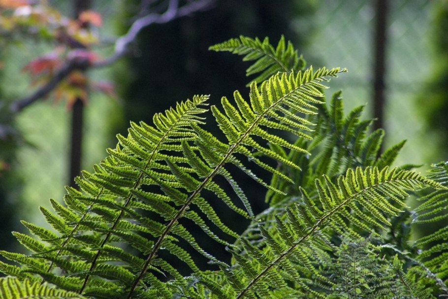 Таежный папоротник орляк