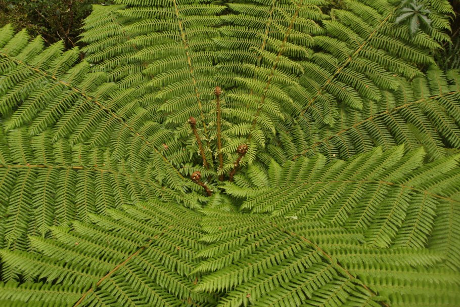 Папоротник Лесной кочедыжник