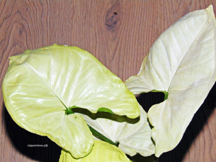 Сингониум Ivory