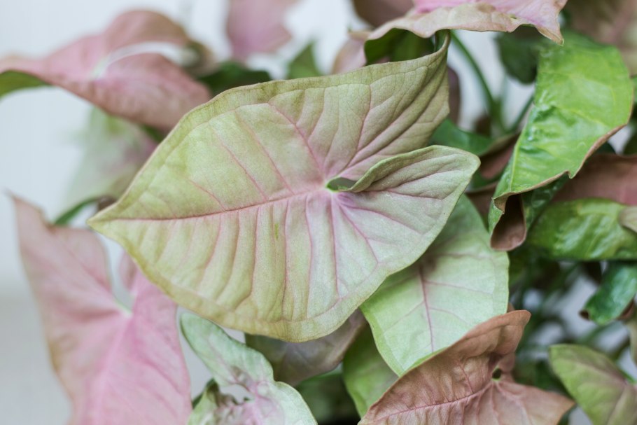Сингониум Pink Flecked