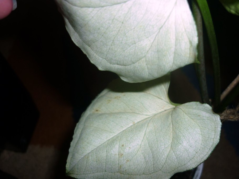 Сингониум Холли