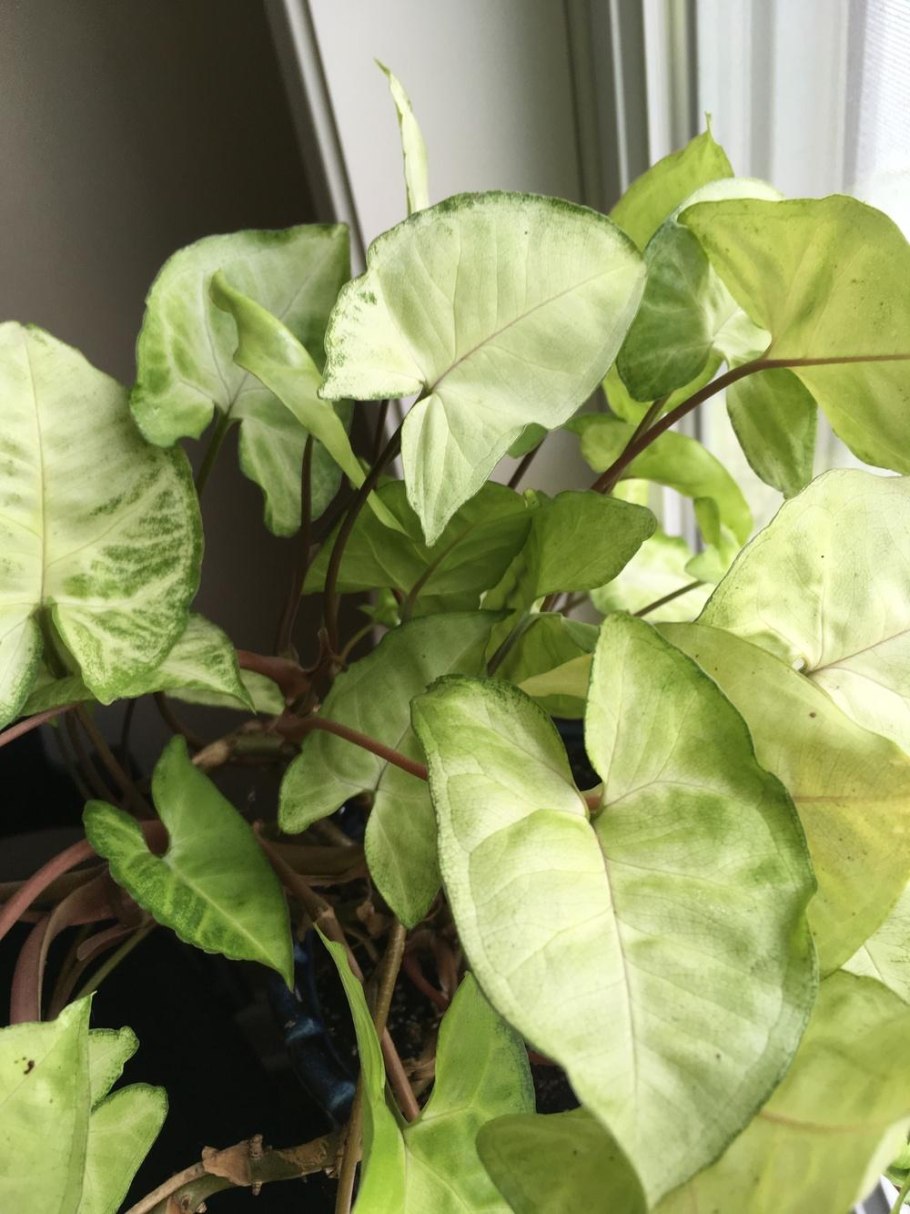 Сингониум Lemon Lime