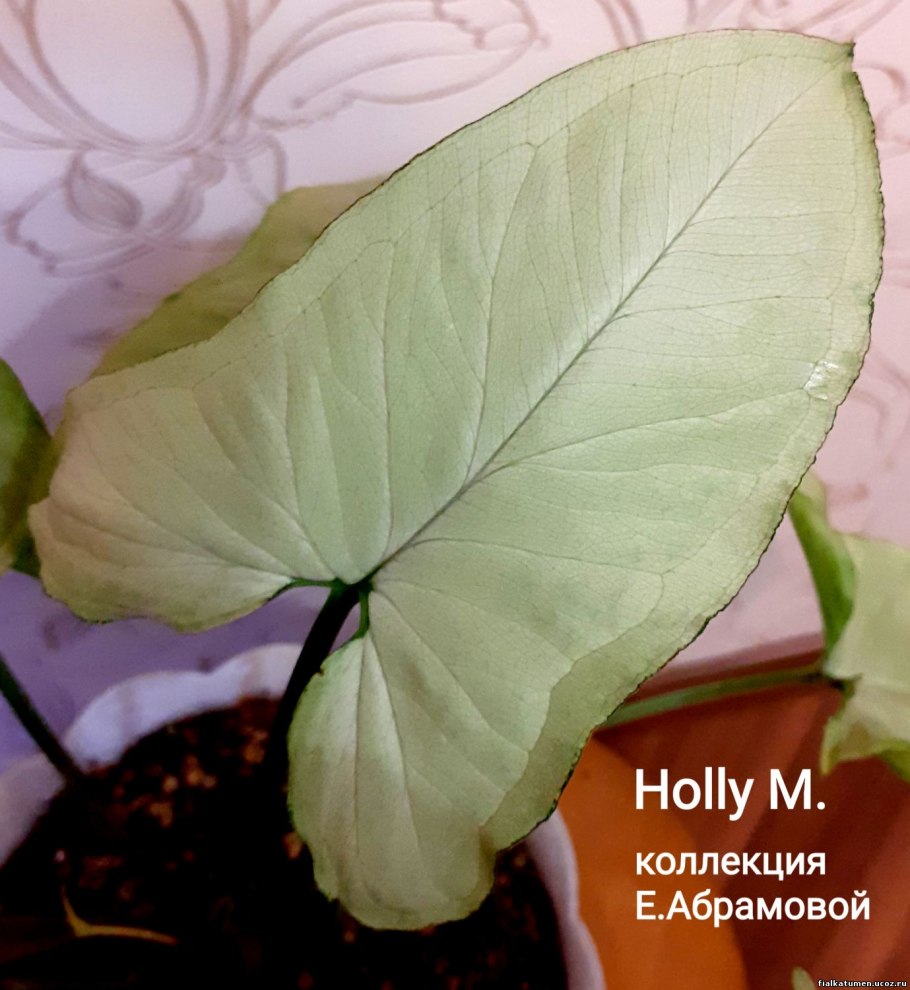 Сингониум Лайма