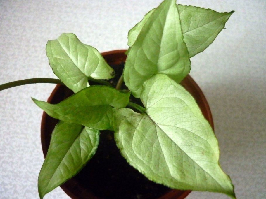 Сингониум Пинк Бьюти