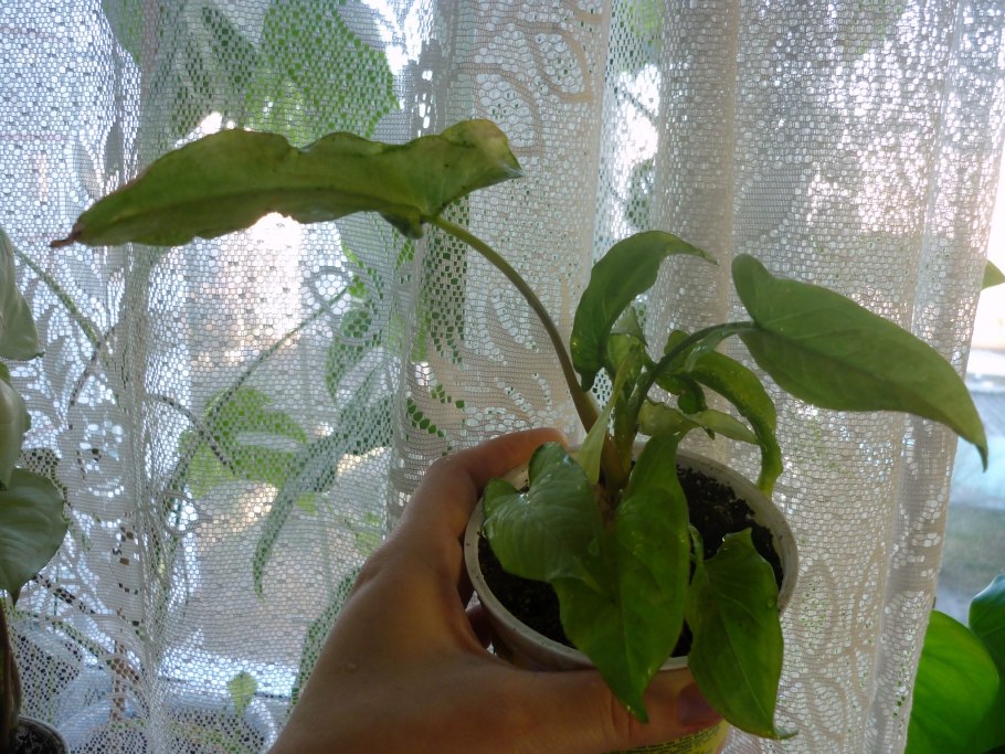 Сингониум Holly