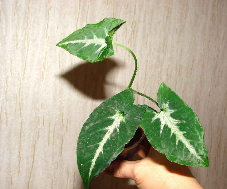 Сингониум Моттлед Мохито