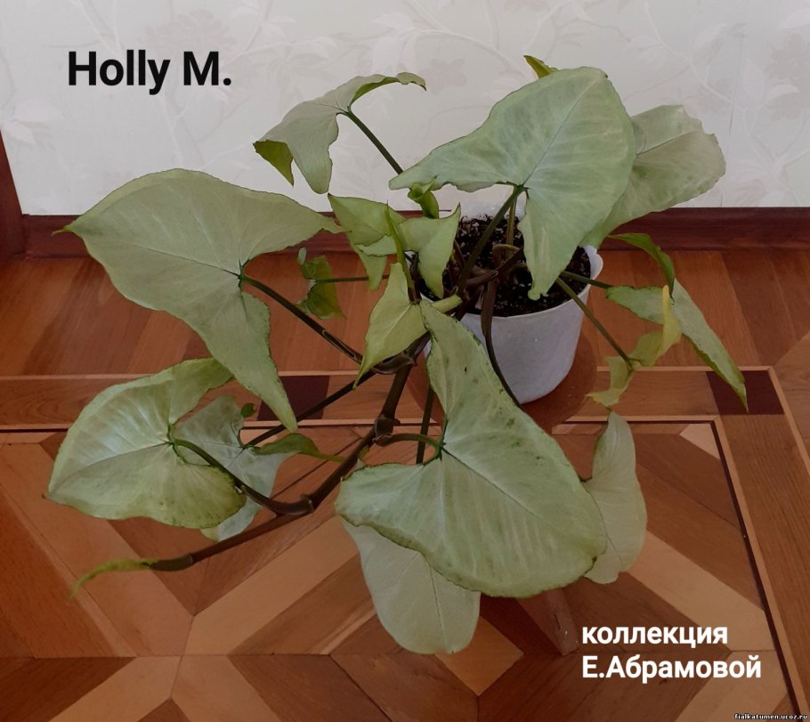 Сингониум Nguengi Laima Mutation