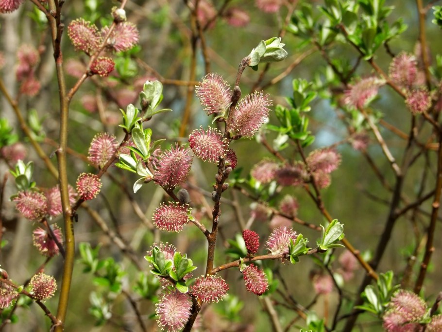 Груша иволистная (Pyrus salicifolia 'pendula')