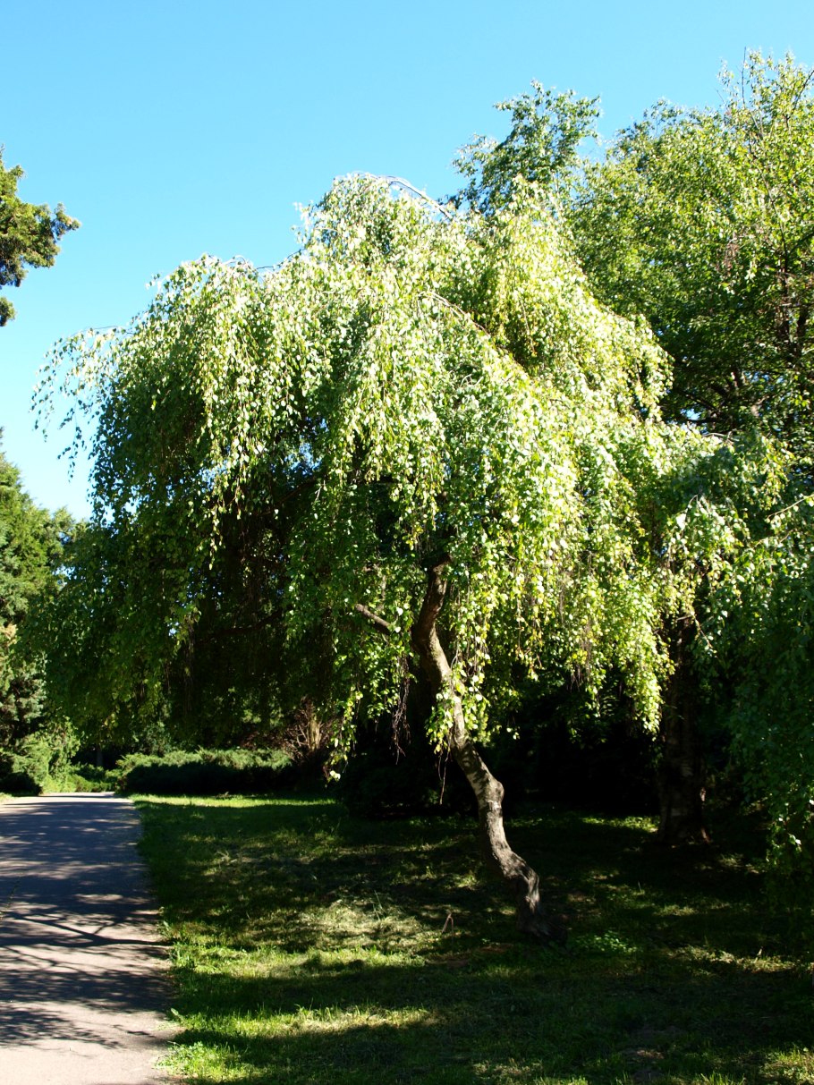 Ива пурпурная Salix purpurea