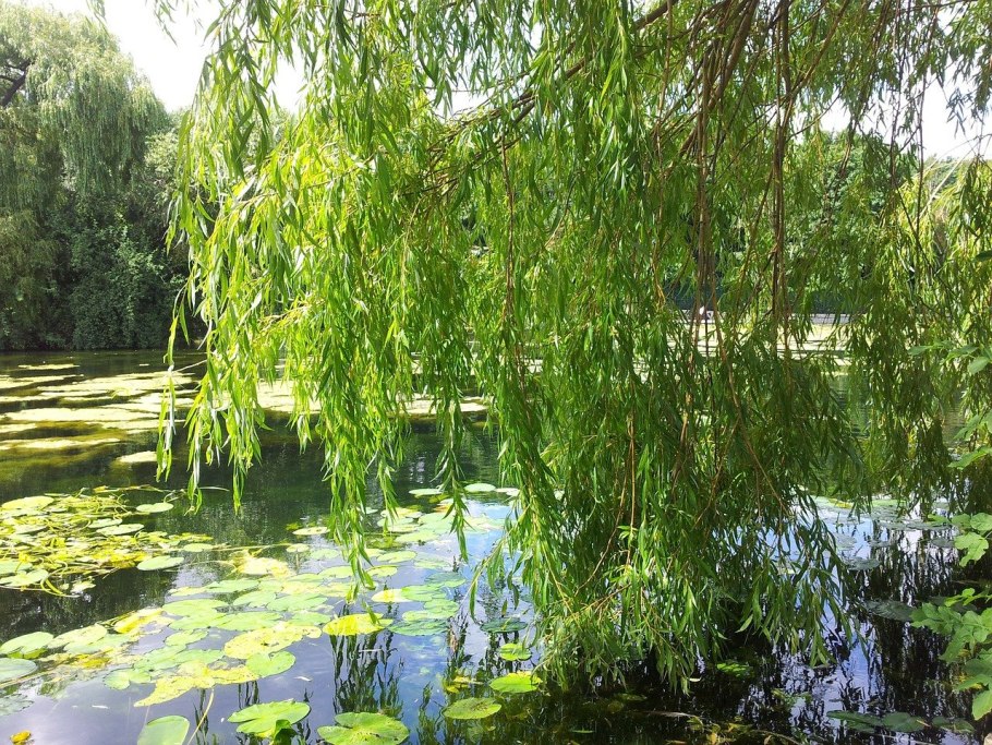Ива Курайская Salix ledebouriana