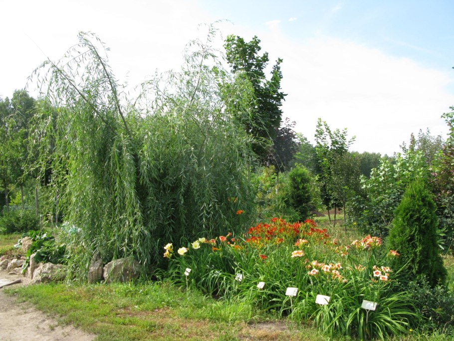 Груша иволистная (Pyrus salicifolia)