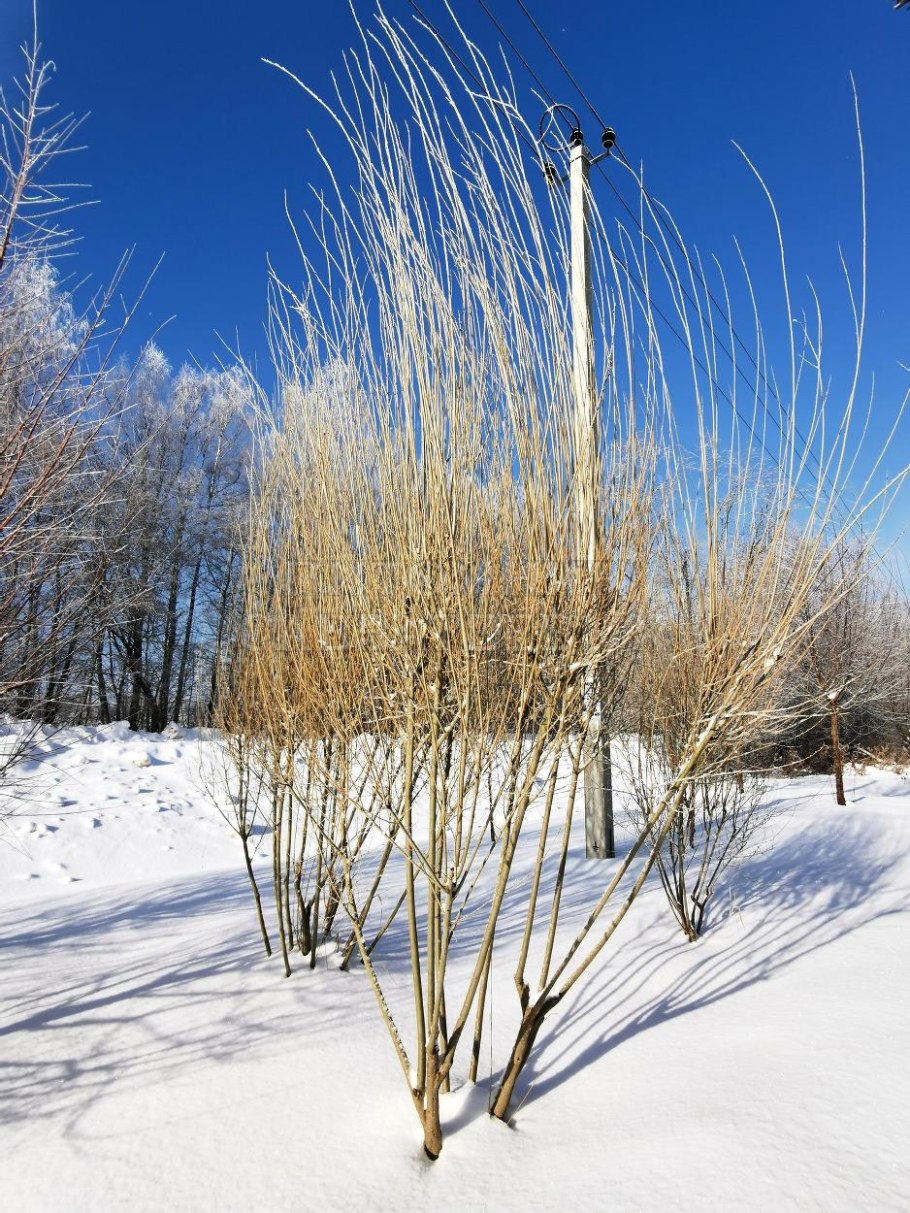 Pyrus salicifolia pendula