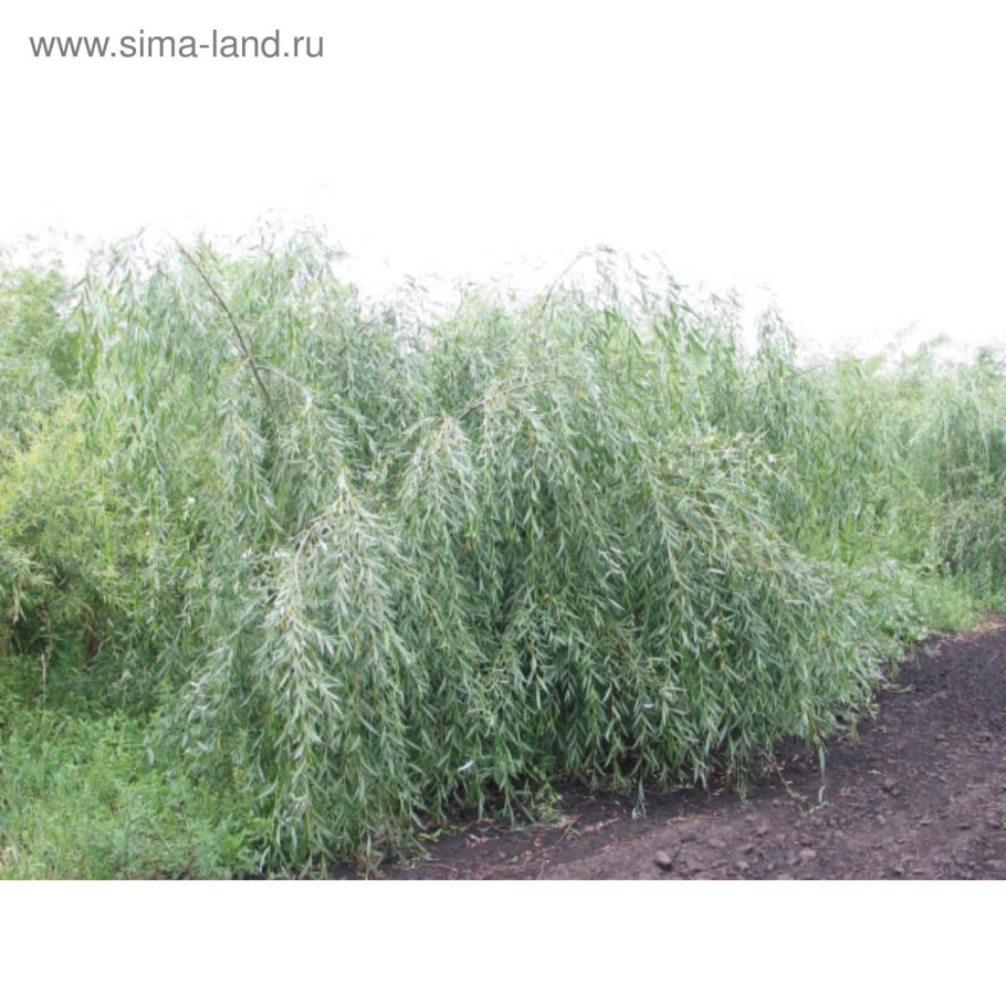 Ива Каспийская шаровидная
