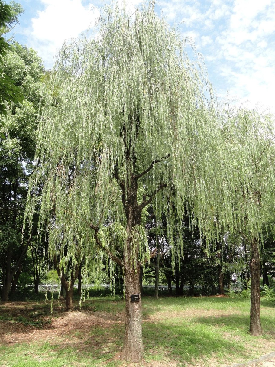 Ива Salix rosmarinifolia