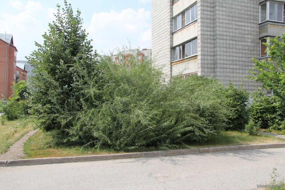 Ива цельнолистная Пендула