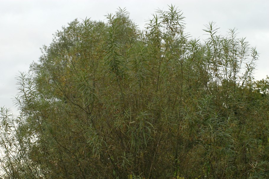 Ива копьевидная (Salix hastata) 'Wehrhahnii'