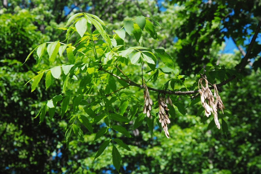 Fraxinus Excelsior l.