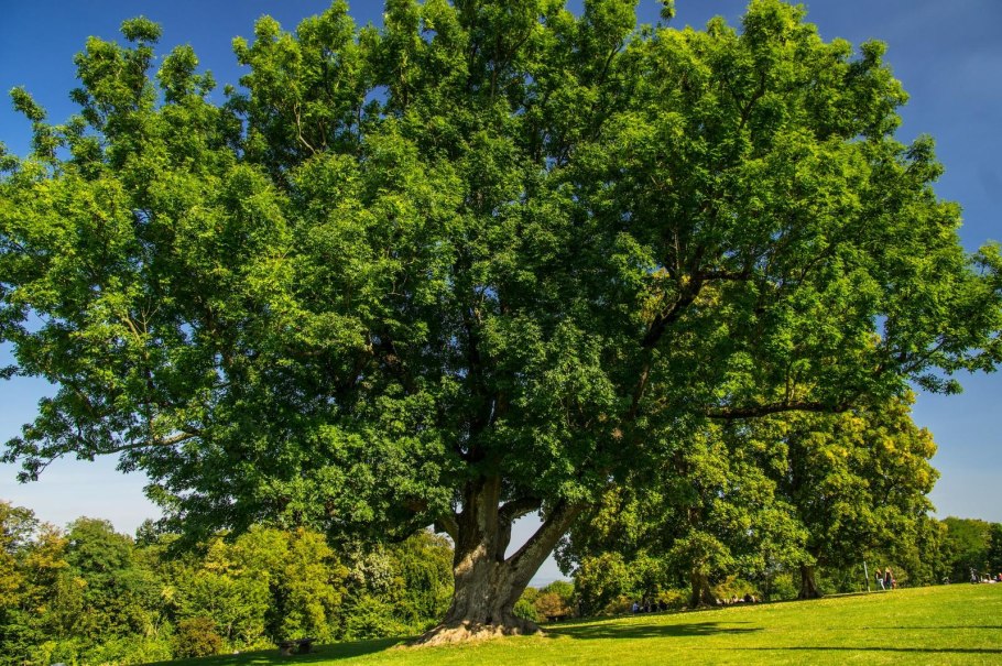 Ясень пенсильванский Fraxinus pennsylvanica