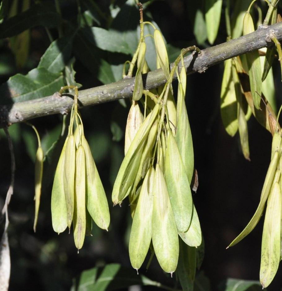 Ясень американский (Fraxinus Americana)