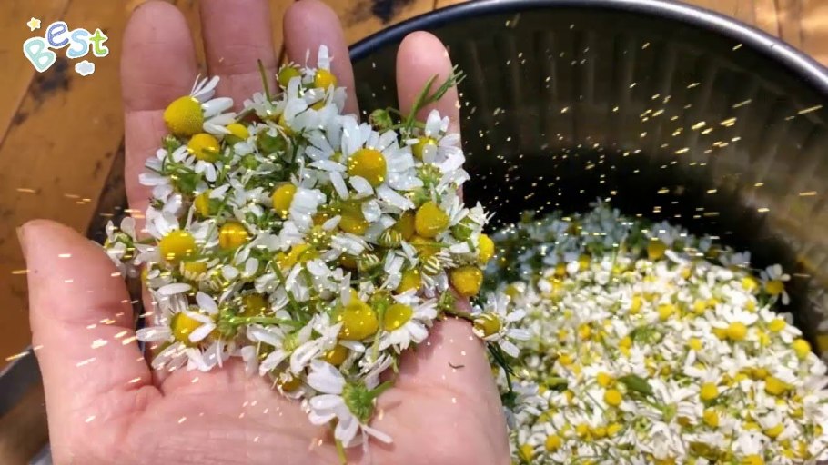 Ромашка аптечная