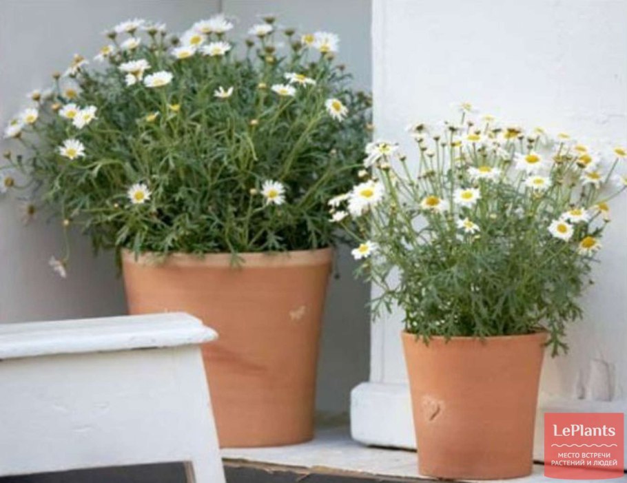Matricaria matricarioides – Ромашка пахучая