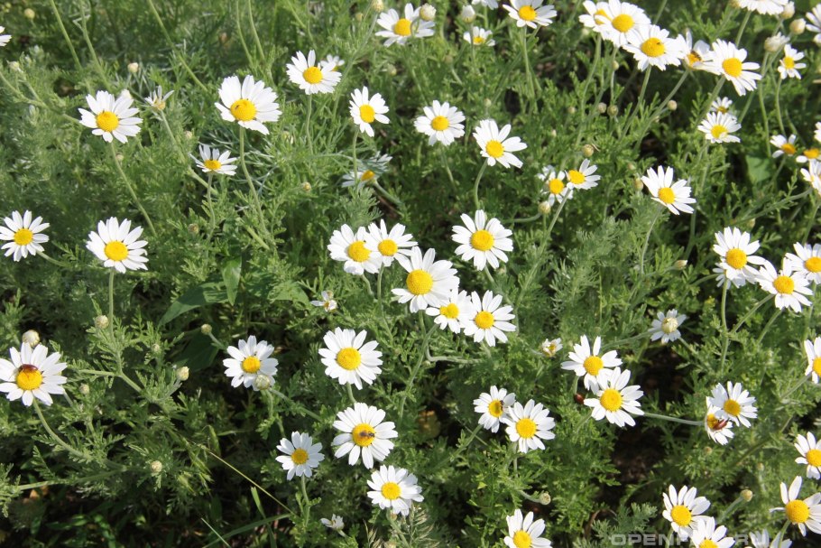 Пупавка Полевая Anthemis arvensis