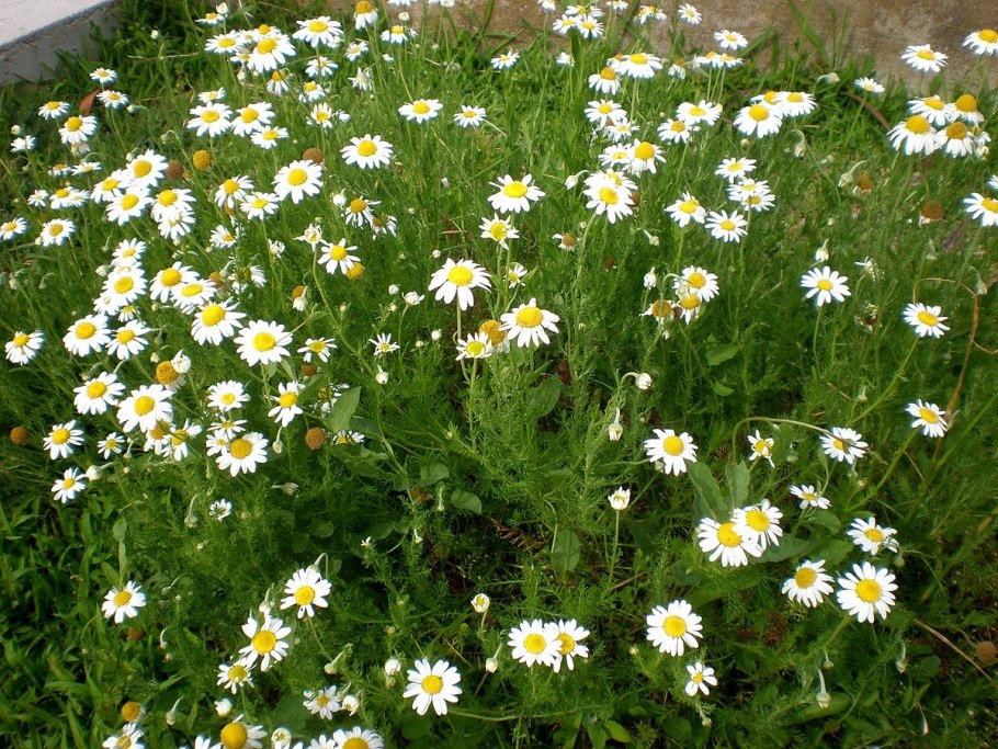 Matricaria Chamomilla Ромашка лекарственная