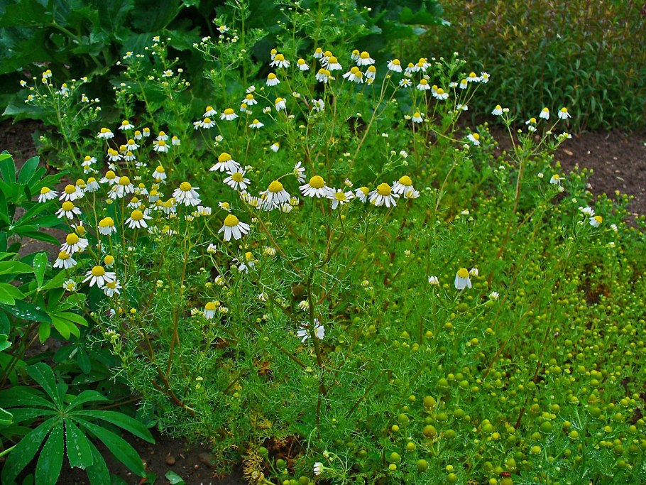 Пупавкой полевой (Anthemis arvensis l.)